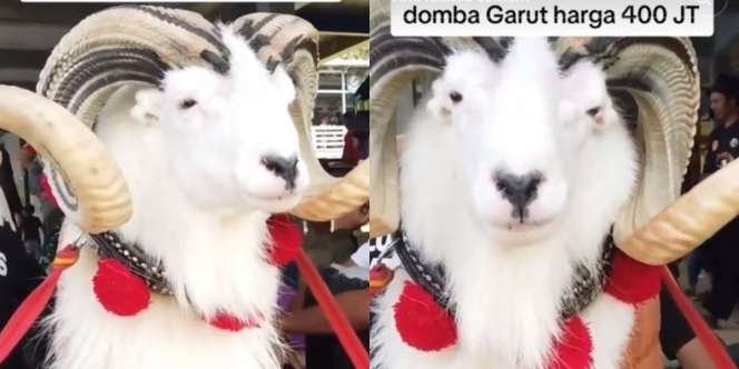 Viral Domba Garut Seharga Rp400 Juta, Penampilan Good Looking Bikin Warganet Penasaran Bagaimana Suaranya