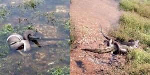 5 Foto Duel Maut Ular Piton 3 Meter vs Buaya 1 Meter, Endingnya Mengejutkan