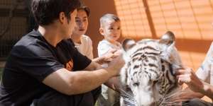Kecil-Kecil Cabe Rawit, Rayyanza Masuk ke Kandang Sampai Elus Harimau