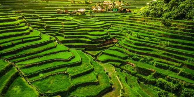 Heboh Filipina Pakai Pemandangan Sawah di Bali untuk Promosi Pariwisata