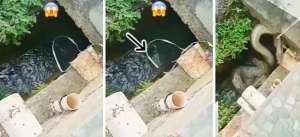 Iseng Mancing di Selokan Pakai Tali Jerat, Dikira Dapat Ikan Ternyata Seekor Ular Piton Berukuran Besar