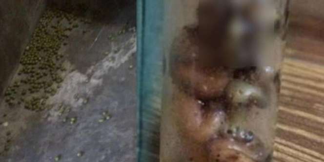 Cerita Misteri Uang dalam Lemari Tiba-tiba Hilang, Kacang Hijau yang Ditebar Kembali Tertata Rapi, Penghuni Menduga Gangguan Tuyul