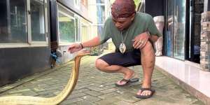 Potret Ular King Kobra Terbesar di Kalimantan Ini Lebih Galak dari Garaga, Panji Petualang sampai Kewalahan hingga Nyaris Digigit!