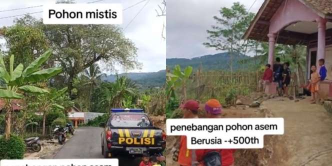 Detik-Detik Pohon Asem Keramat Berusia 500 Tahun Ditebang, Warga Gelar Selamatan karena Sebelumnya Selalu Gagal