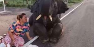 Santai Banget, Pedagang Didekati Anak Gajah yang Minta Camilan 