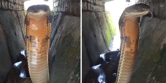 Merinding! Dikira Orang Ngorok Ternyata Suara King Kobra Nyasar di Bawah Kolong Rumah, Ukurannya Segede Garaga