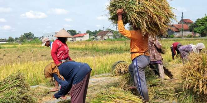 Apa Itu Zakat Pertanian? Berikut Pengertian, Nishab dan Cara Menghitungnya