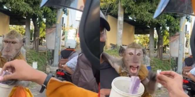 Ekspresi Kocak Monyet Ngambek ke Pengendara Motor, Tak Sudi Dielus Pipi Cuma Kasih Rp10 Ribu