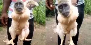Video Badan Ayam Kepala Monyet, Warganet: Jangan Sampai Dilihat Emak-Emak