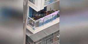 Bikin Geger Seisi Gedung, Penghuni Bikin `Peternakan` 7 Ekor Sapi di Balkon