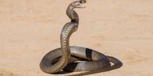 Tragis, Pengusaha Muda Dihabisi Kekasihnya dengan Gigitan Ular Cobra