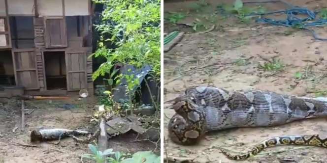 Video Ular Piton Raksasa Kelojotan Usai Telan Mangsa, Mulut Cuma Bisa Menganga, Bentuk Perutnya Bikin Netizen Curiga Telan Bocah