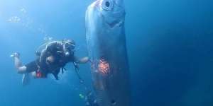 Viral Video Kemunculan Ikan Oarfish Langka Disebut Pertanda Kiamat, Tubuh Raksasa dan Berlubang Bikin Merinding