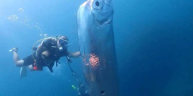 Viral Video Kemunculan Ikan Oarfish Langka Disebut Pertanda Kiamat, Tubuh Raksasa dan Berlubang Bikin Merinding
