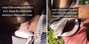 Duh.. Enak-Enak Ketiduran di Bawah Pohon, Pria Ini Kaget Rasakan Benda Licin di Kulit, Pas Diliat Ular Kobra Masuk dalam Bajunya