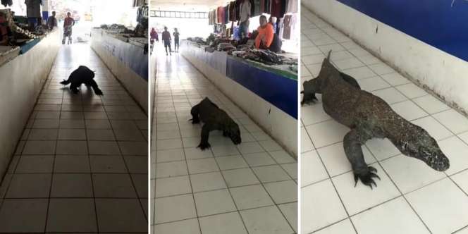 Viral! Komodo Jalan-Jalan Masuk Pasar Souvenir di Labuan Bajo, Celetukan Netizen Bikin Ngakak: 'Satu-satunya Preman Pasar Yang Dilindungi'