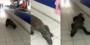 Komodo Nyasar di Pasar, Satwa Liar Ini Bikin Heboh Pedagang
