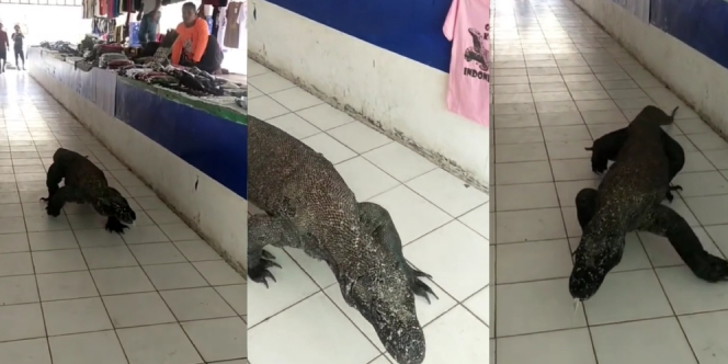 Komodo Nyasar di Pasar, Satwa Liar Ini Bikin Heboh Pedagang