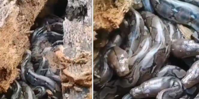 Bikin Bergidik! Puluhan atau Bahkan Ratusan Anak Ular Ditemukan dalam Batang Pohon Tumbang