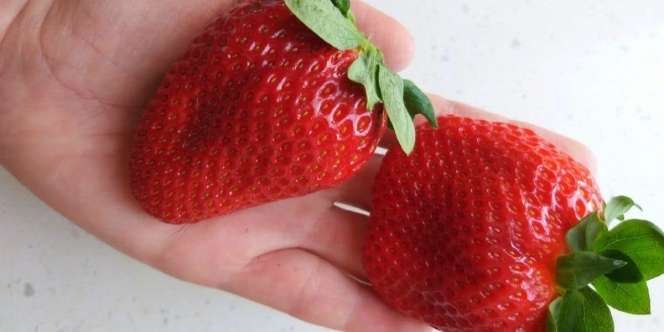 Beautiful Princes Bikin Penasaran, Stroberi yang Harganya Rp5,3 Juta Per Buah