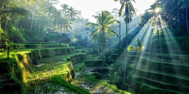 Ubud Bali Masuk 10 Besar Kota Terbaik di Dunia, Libas Tokyo dan Bangkok