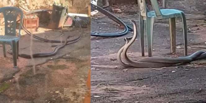 Dikira Kabel Terpelintir, Ternyata Dua Mamba Hitam Lagi Duel di Belakang Rumah Warga