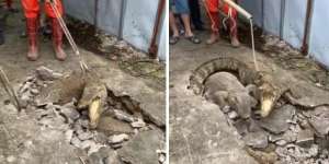 Viral! Detik-Detik Penangkapan Dua Buaya 'Darat' Berukuran Besar Muncul dari Bawah Jalan Kampung, Satunya Langsung Kabur