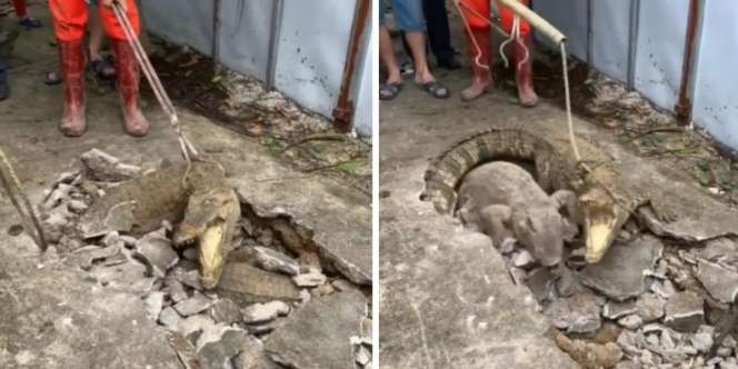 Viral! Detik-Detik Penangkapan Dua Buaya 'Darat' Berukuran Besar Muncul dari Bawah Jalan Kampung, Satunya Langsung Kabur