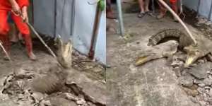 Viral Detik-detik Penangkapan Tiga Buaya yang Muncul dari Dalam Jalan Beton, Kok Bisa? Ternyata...