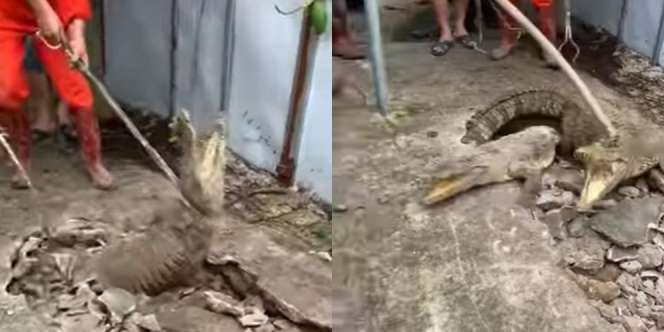 Viral Detik-detik Penangkapan Tiga Buaya yang Muncul dari Dalam Jalan Beton, Kok Bisa? Ternyata...