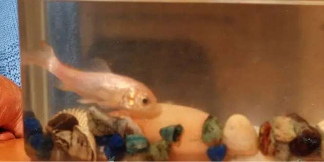 Tertua dalam Sejarah, Begini Penampakan Ikan Mas Saat Berusia 43 Tahun