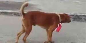 Fakta-Fakta Pria Jadi Tersangka Usai Kalungkan Bendera di Leher Anjing, Hotman Paris Pertanyakan Unsur Pidana