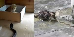 Detik-Detik Mendebarkan Pertarungan Kucing Imut Vs Ular Kobra, Endingnya Tak Terduga
