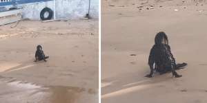 Viral Ditonton 27 Juta Kali! Video Penampakan Setan Berwarna Hitam Legam Duduk Santuy di Tepi Pantai, Ternyata…