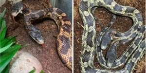 Sangat Langka! Begini Penampakan Ular Kepala Dua Dipajang di Kebun Binatang