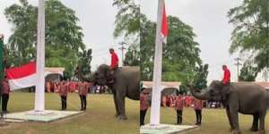 Viral! Gajah Jadi Petugas Pengibar Bendera di Upacara HUT ke 78 RI