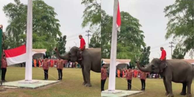 Viral! Gajah Jadi Petugas Pengibar Bendera di Upacara HUT ke 78 RI
