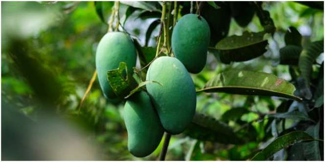 9 Arti Mimpi Makan Buah Mangga, Selain Soal Kesuksesan Terselip Pertanda Tidak Baik