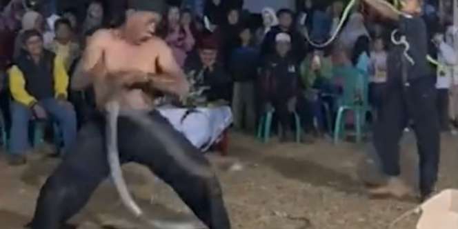 Detik-Detik Menegangkan Pawang Ular di Sumedang Dipatuk King Kobra Saat Atraksi 17 Agustusan, Semula Tak Terasa Tapi Tewas Sejam Kemudian