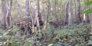 Makhluk Diduga Bigfoot Terekam Kamera di Tengah Hutan