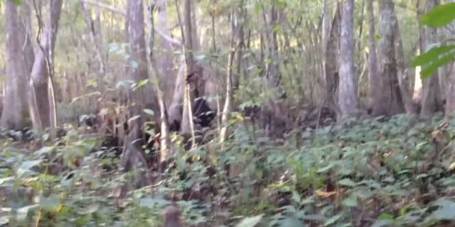 Makhluk Diduga Bigfoot Terekam Kamera di Tengah Hutan
