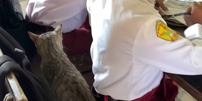 Netizen `Meleleh`, Bocah Sekolah Bawa Kucing Jantannya karena Kasihan Baru Ditinggal Sang Betina
