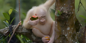 Cerita Alba, Orangutan Albino yang Ada di Indonesia