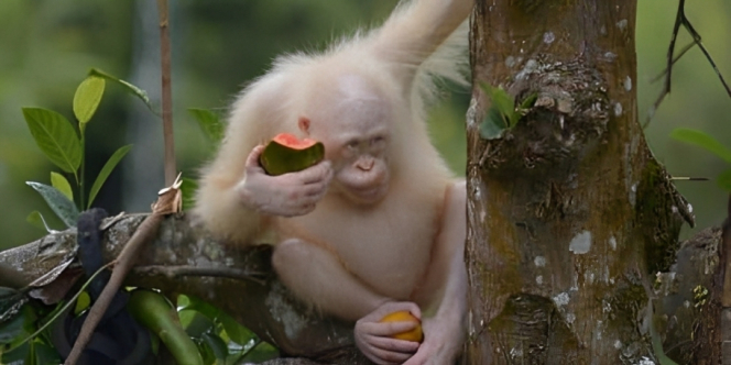 Cerita Alba, Orangutan Albino yang Ada di Indonesia