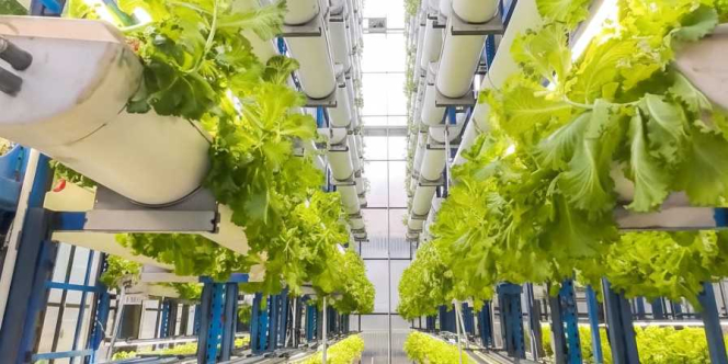 Penampakan Ladang Vertikal Tertinggi di Indonesia, Lokasinya Ternyata Ada di Jaksel