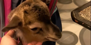 Kocak, Bocah Pulang Ngaji Bawa Anak Kambing Dalam Tas