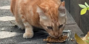 Viral Kucing Oren Jadi Wisata Baru di Jalan Sudirman Jakarta