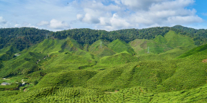 8 Destinasi Wisata Alam Terbaik di Asia Versi Agoda, Ada Megamendung
