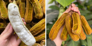 Oleh-Oleh Unik dari Bedugul, Buah Salju yang Manis dan Lembut