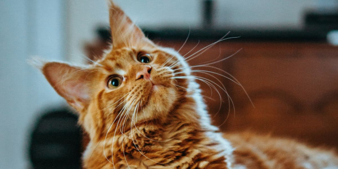 Wanita Ini Didenda Rp23 Juta karena Kucingnya Sering ke Rumah Tetangga